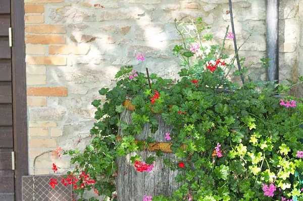 plantas